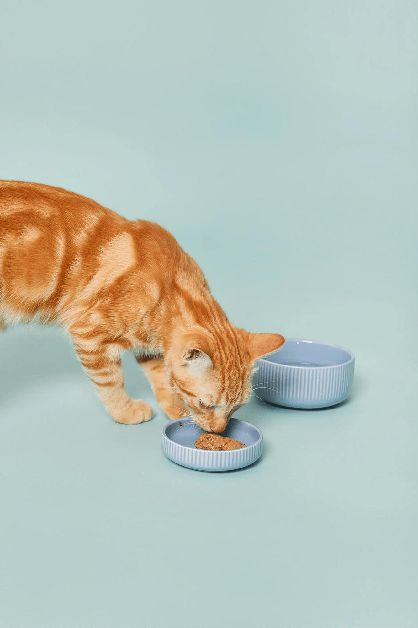 Copia di Selezione Bento Grid petfood 1